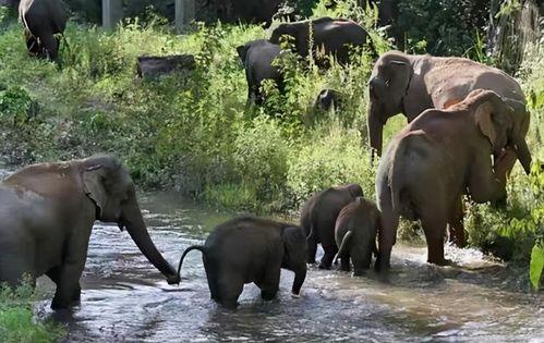 91大象成品视频入口