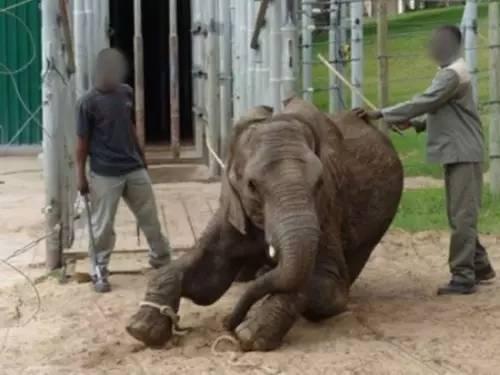 91大象成品视频入口